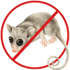 Possum Control Preston